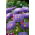 Pom-pom bunga aster "Bolero" - biru muda - 225 biji - Callistephus chinensis  - benih