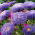 Pom-pom bunga aster "Bolero" - biru muda - 225 biji - Callistephus chinensis  - benih