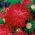 Chrysanthemum-flowered aster "Flaming" - red - 540 seeds