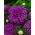 Chrysanthemen-Aster "Maja" - Heideviolett - 450 Samen - 