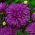 Chrysanthemen-Aster "Maja" - Heideviolett - 450 Samen - 
