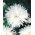 Crizanteme-flori aster "Opal" - alb - Callistephus chinensis  - semințe