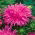 Callistephus chinensis - Pola - 450 zaden - roze