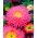 Princess aster "Connie" - pink, tall variety - 450 seeds