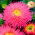 Princess aster "Connie" - pink, tall variety - 450 seeds