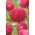 Aster berbunga peony "Magdalena" - pink-crimson - 360 biji - Callistephus chinensis 