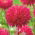 Aster berbunga peony "Magdalena" - pink-crimson - 360 biji - Callistephus chinensis 