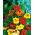 BIO Garden nasturtium - hỗn hợp màu đa dạng - hạt hữu cơ được chứng nhận; Cải xoong Ấn Độ, cải xoong tu sĩ -  Tropaeolum majus