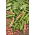 Broad Bean - Karmazyn - Vicia faba - 500 g - Carmine-Pink, Freezing Perfection - Fresh Seeds