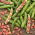 Broad Bean - Karmazyn - Vicia faba - 500 g - Carmine-Pink, Freezing Perfection - Fresh Seeds