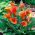Zantedeschia, Calla Lily Orange - květinové cibulky / hlíza / kořen