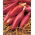 Bawang "Long Rose of Florence" - Allium cepa L. - benih