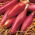 Bawang "Long Rose of Florence" - Allium cepa L. - benih