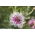 Cornflower, Bachelor's button "Classic Romantic" - 250 seeds