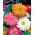 Zinija krizantema u cvatu "Glamour Girls" - mješavina sorti - 108 sjemenki - Zinnia elegans - sjemenke