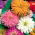 Zinija krizantema u cvatu "Glamour Girls" - mješavina sorti - 108 sjemenki - Zinnia elegans - sjemenke