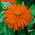 Chrysanthemum-flowered zinnia "Red Man" - red - 108 seeds