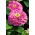 矮人花园百日草“Liliputek” - 粉红色 -  90粒种子 - Zinnia elegans - 種子