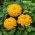 Dwarf garden zinnia "Dwarf" - yellow - 90 seeds
