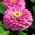 矮人花园百日草“Liliputek” - 粉红色 -  90粒种子 - Zinnia elegans - 種子