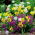 Allium Mix, Lauch-Knoblauch-Mischung - 20 Zwiebeln