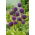 Dekorativ vitlök - Ambassador - Allium Ambassador
