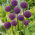 Dekorativ vitlök - Ambassador - Allium Ambassador