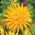Dália cacto - amarelo - Dahlia