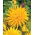 Dália cacto - amarelo - Dahlia
