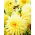 Dália cacto - amarelo - Dahlia