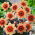 Dahlia Sunshine