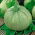 Hull-less squash 'Miranda' - 100 g