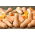 Butternut squash "Waltham Butternut" - 27 biji - Cucurbita moschata