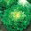 Lechuga -endibia - De Meaux - Cichorium endivia - semillas