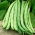Dwarf green French bean "Contender" - 60 seeds