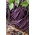 Haricot - Melissa - Phaseolus vulgaris L. - graines