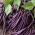 Haricot - Melissa - Phaseolus vulgaris L. - graines
