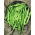 Pole, fasole verde franceză "Planeta" - Phaseolus vulgaris L. - semințe