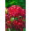 Török szegfű - Carmine - 810 magok - Dianthus barbatus