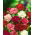 Kerti szegfű - Chabaud - mix - 250 magok - Dianthus caryophyllus Chabaud