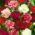 Kerti szegfű - Chabaud - mix - 250 magok - Dianthus caryophyllus Chabaud