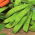 Sėjamasis žirnis - saccharatum - Oregon Sugar Pod - 200 sėklos - Pisum sativum var. saccharatum