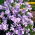 Слатки грашак "Цоунтесс Цадоган" - 22 семена - Lathyrus odoratus