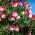 Sweet pea "Pansy Lavender Flash"