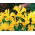Iris-slægten (Iris × hollandica) - Golden Harvest - pakke med 10 stk