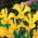 Iris-slægten (Iris × hollandica) - Golden Harvest - pakke med 10 stk