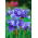Iris siberian berbunga dua - Concord Crush; bendera siberia - Iris sibirica
