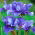 Iris siberian berbunga dua - Concord Crush; bendera siberia - Iris sibirica