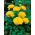 Ranunculus - amarillo - paquete de 10 piezas