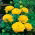 Ranunculus - amarillo - paquete de 10 piezas